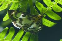 Anania hortulata
