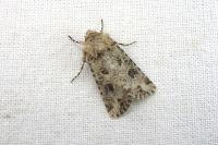 Anarta sodae