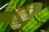 Idaea macilentaria