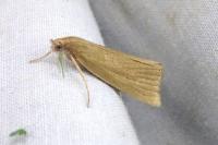 Chilo luteellus