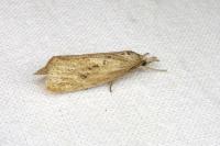 Chilo suppressalis