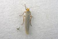 Eilema caniola