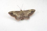 Idaea efflorata