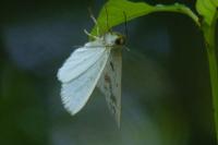 Lomographa temerata