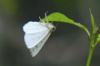 Lomographa temerata