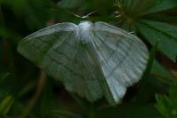 Cabera pusaria