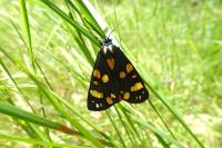 Callimorpha dominula