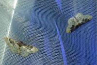 Idaea rusticata