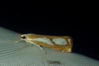 Catoptria pinella