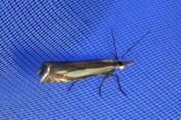 Crambus pascuella