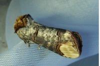 Phalera bucephala