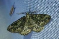 Cleorodes lichenaria