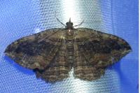 Philereme transversata