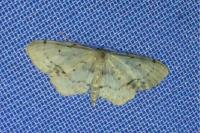 Idaea dimidiata