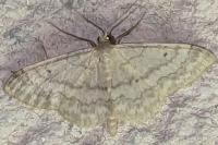 Idaea biselata