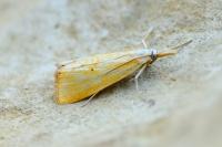 Xanthocrambus saxonellus