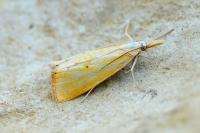 Xanthocrambus saxonellus