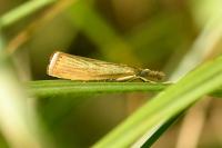 Agriphila straminella