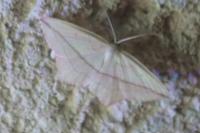 Timandra comae