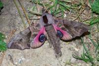 Smerinthus ocellatus ocellatus