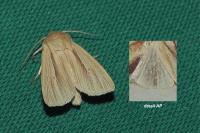 Mythimna impura