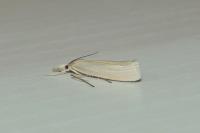 Crambus perlellus