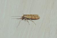 Homoeosoma sinuella