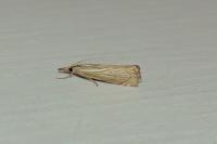 Chrysoteuchia culmella