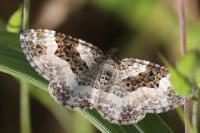 Epirrhoe alternata