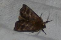 Ipimorpha retusa
