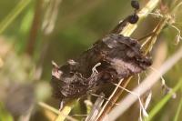 Autographa gamma
