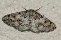 Cleorodes lichenaria