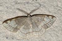 Stegania trimaculata