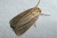 Mythimna impura