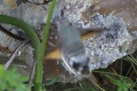 Macroglossum stellatarum