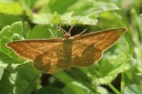 Idaea ochrata
