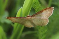 Idaea humiliata