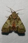 Polyphaenis sericata