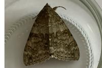 Catocala nupta