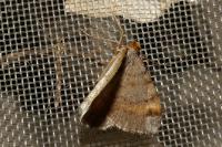 Macaria liturata