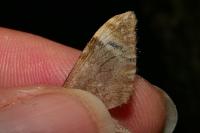 Dysstroma truncata
