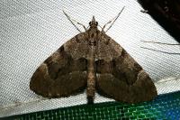 Epilobophora sabinata