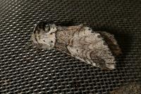 Furcula