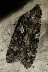 Eurois occulta