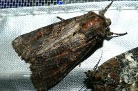 Polia bombycina