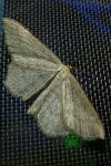Scopula ternata