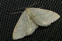 Scopula ternata