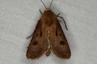 Agrotis exclamationis exclamationis
