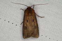 Agrotis exclamationis exclamationis