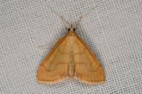 Anania crocealis